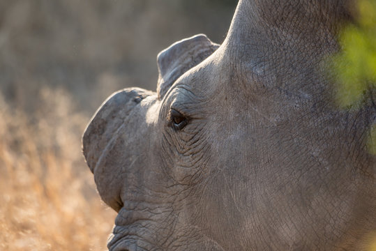 One white rhinoceros (rhino) grazing on grass in South Africa. 