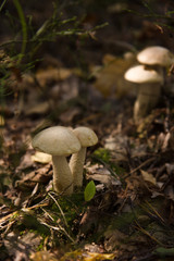 big cep mushroom in a forest in autumn. Forest mushroom picking season. Edible boletes. A big beautiful mushroom with a brown hat grows in a forest