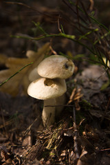 big cep mushroom in a forest in autumn. Forest mushroom picking season. Edible boletes. A big beautiful mushroom with a brown hat grows in a forest