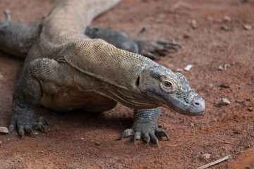 portrait of a Komodo dragon (Varanus komodoensis),  the Komodo monitor