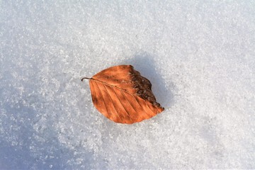a withered leaf on snow