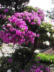 Beautiful pink flowers of Bougainville spectabilis plant
