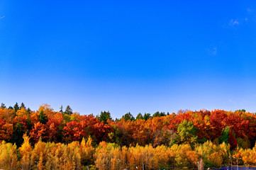 Naklejka premium Photo of an autumn forest with colorful foliage in clear sunny weather against a beautiful blue sky. Bright colors are pleasing to the eye.