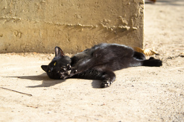 Black cat on concrete basking in the autumn sun
