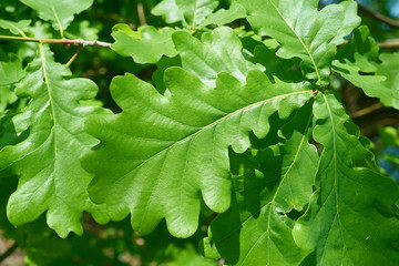  Blätter einer Stieleiche (Quercus robur) im Frühling