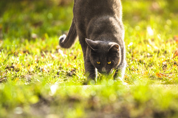 The cat goes to the camera and stretches in the brightly sunlit grass