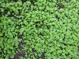 background of green leaves