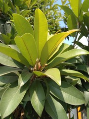 A close up of fresh new green leaves of naseberry fruit tree in garden
