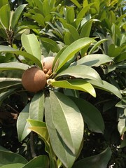 naseberry fruits  with green leaves of the tree in the sun in garden