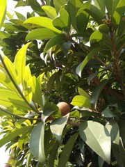 naseberry fruits with green leaves on a tree in the sun in garden