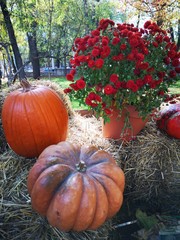 Background of pumpkins, gourd and decoration in bright autumn outdoor