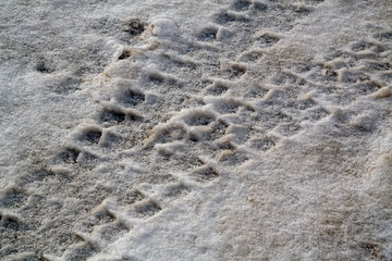 Car tyre prints in snow.