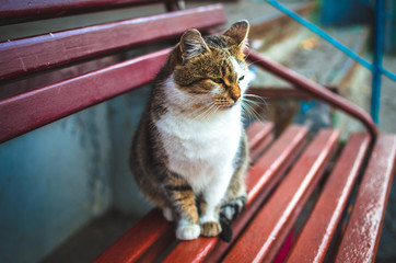 The cat sits on a bench near the entrance in the fall