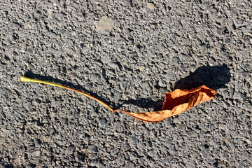 Dry elm leaf on asphalt surface texture