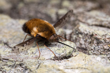 Bombyliidae