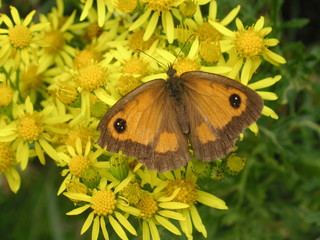 butterfly on daisies