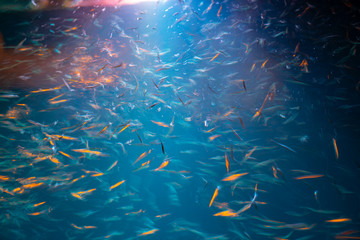 Fototapeta na wymiar Deep blue on water illuminated by light shing above attracting schools of small colored fish in abstract long exposure