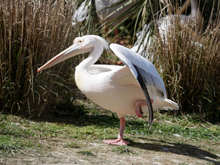 Pelikan na jednej nodze
