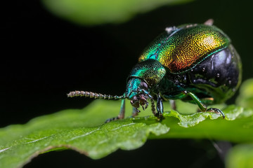 green beetle on leaf