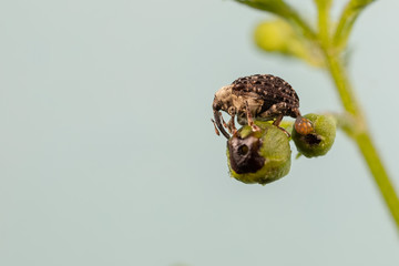 Figword Weevil laying Eggs