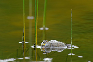 Rotbauchunke (Bombina bombina) - European fire-bellied toad