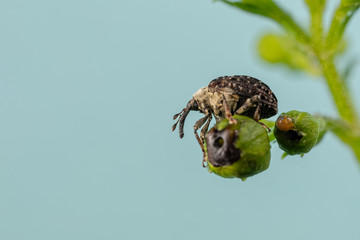 Figwort Weevil Laying Eggs