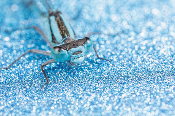 Damselfly with Blue Glitter Background