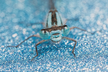 Damsefly with Glitter in Background