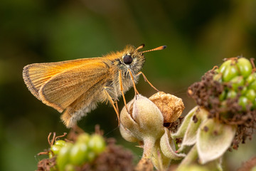 Skipper Butterfly