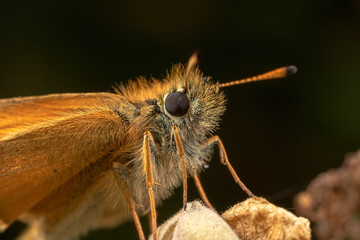 Skipper Butterfly Eyes in Detail