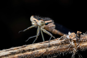Enallagma cyathigerum