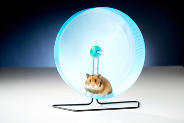 Hamster im Rad verweigert das laufen