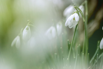 Snowdrops 