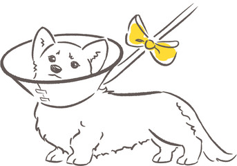 Shama the corgi post operation recovering with yellow ribbon. Dog behaviour and rules for owners. Hand drawn illustration.
