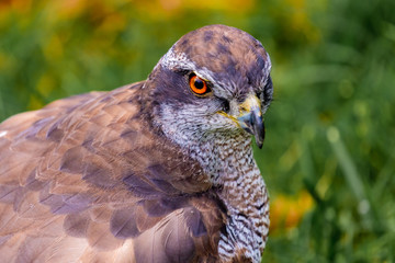 Portrait of a Spanish hawk in the nature