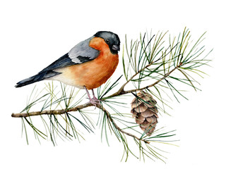 Watercolor Christmas composition with bullfinch. Hand painted winter card with bird, fir branch and cone isolated on white background. Floral illustration for design, print, fabric or background.