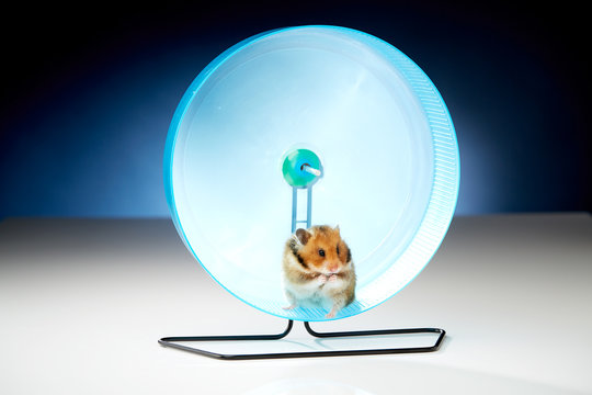 Hamster im Rad macht Pause und putzt sich