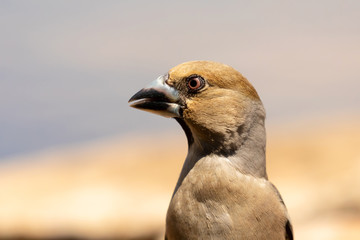 Fototapeta premium Beautiful portrait of a brown bird