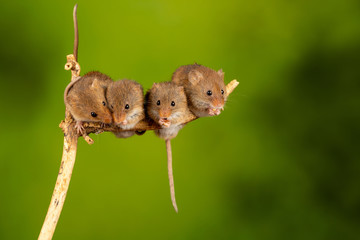 Four Harvest Mice on a Twig Eating