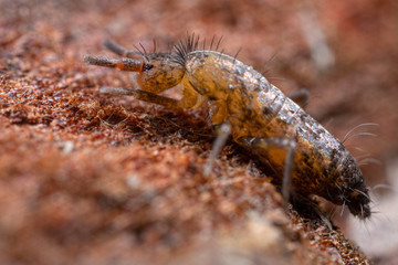 Pogonognathellus flavescens