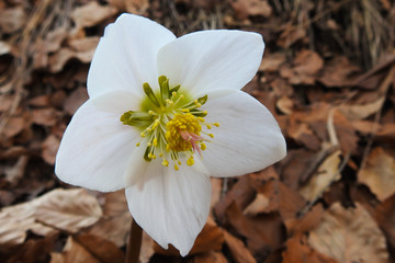 Elleboro Photos Royalty Free Images Graphics Vectors Videos Adobe Stock