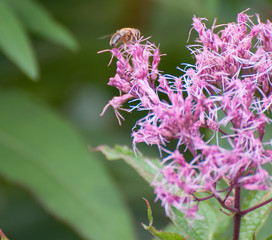 eupatorium flower