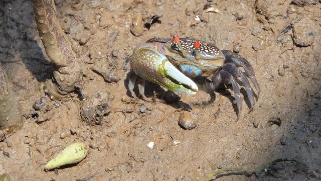 Ghost crabs (Uca vocans) , Blue crab, on mud at wetlands forest. 