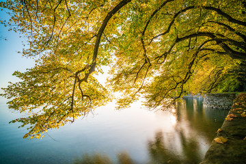 D, Bayern, Bodensee, LIndau, Lindenhofpark, Goldener Oktober am Bodensee; leuchtende Herbststimmung mit goldgelbem Lauf über der glatten Seefläche