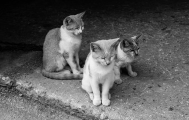 Farm Cats