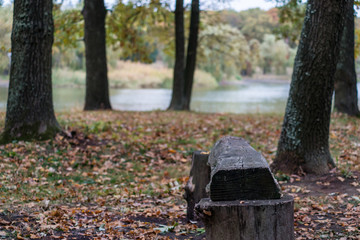 Forest bench made of wood by the river, golden autumn