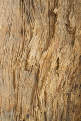 Wood texture