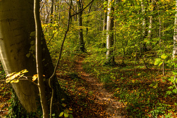 Waldweg - Nordperd Göhren auf Rügen