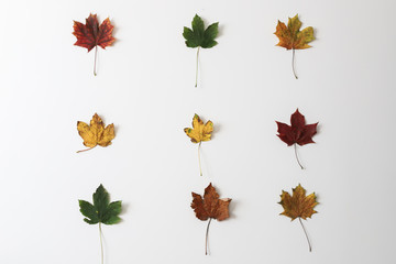 red green yellow maple leaves on a white wall in three rows of three