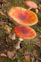 Two fly agaric on a meadow_from above_upright_by jziprian